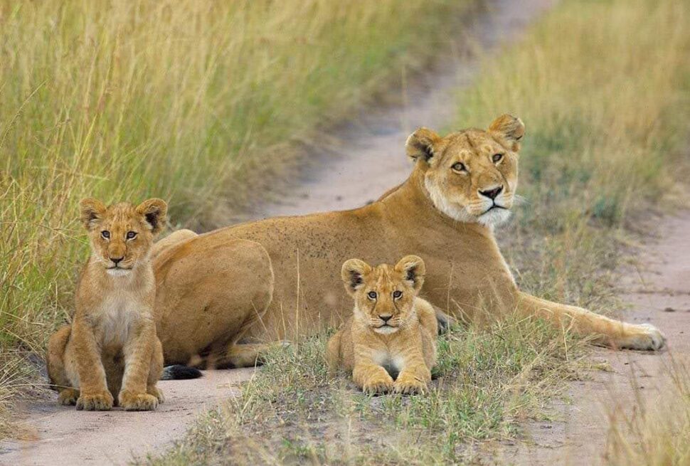 the big cats of uganda