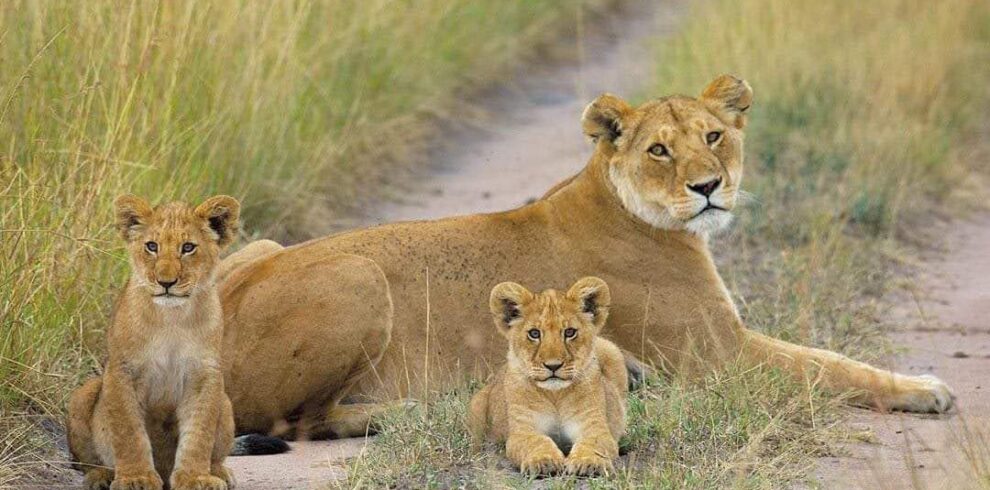 the big cats of uganda