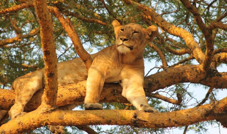 What Is Included in a Uganda Safari Tour