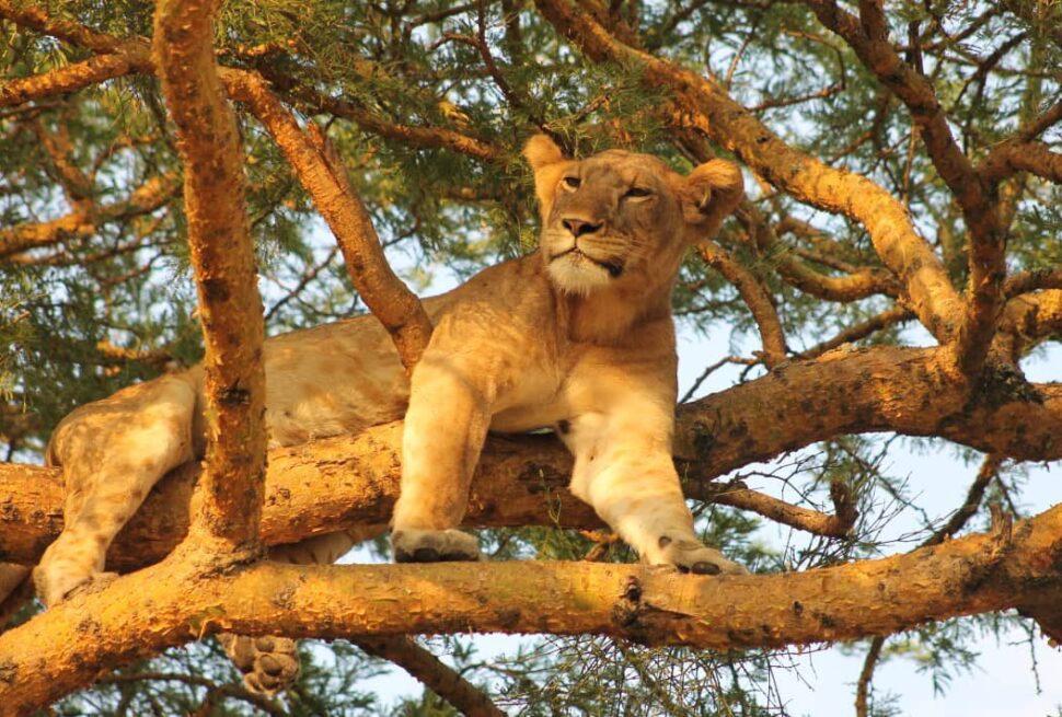 best place to see lions in uganda