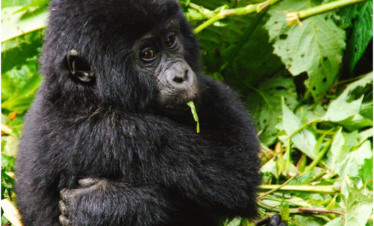 gorilla safaris in uganda