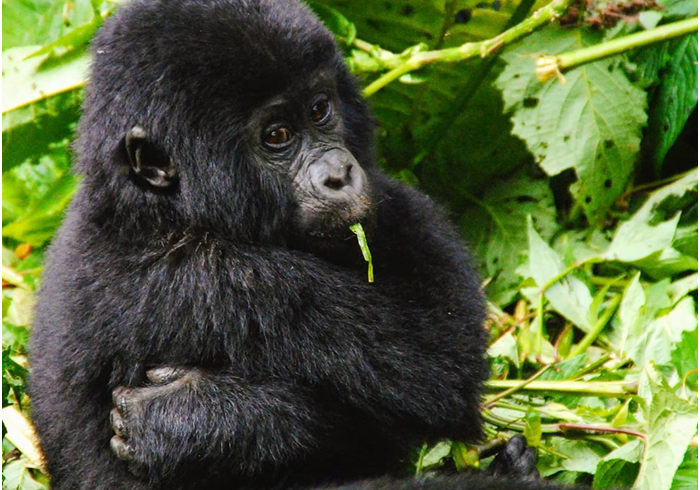 gorilla safaris in uganda