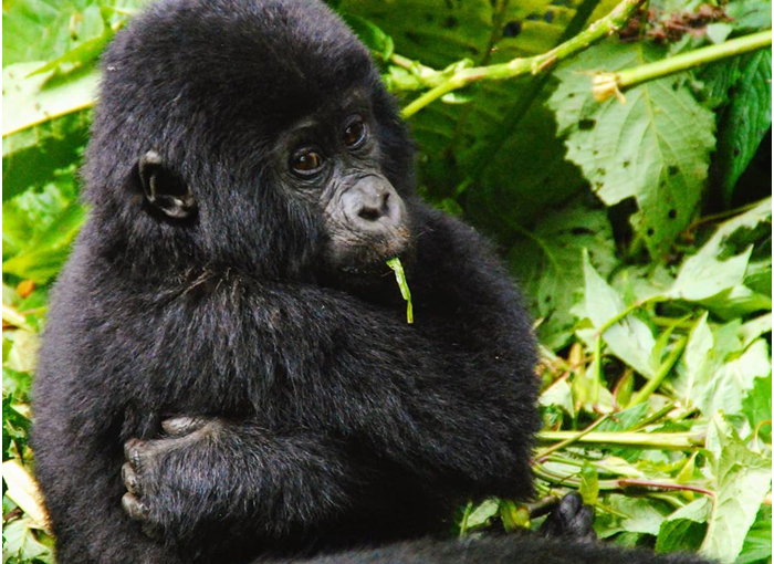 Uganda’s Wildlife and Why It Is Called the Pearl of Africa