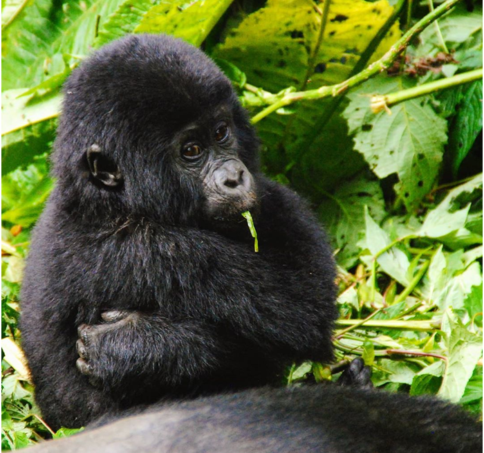 gorilla safaris in uganda