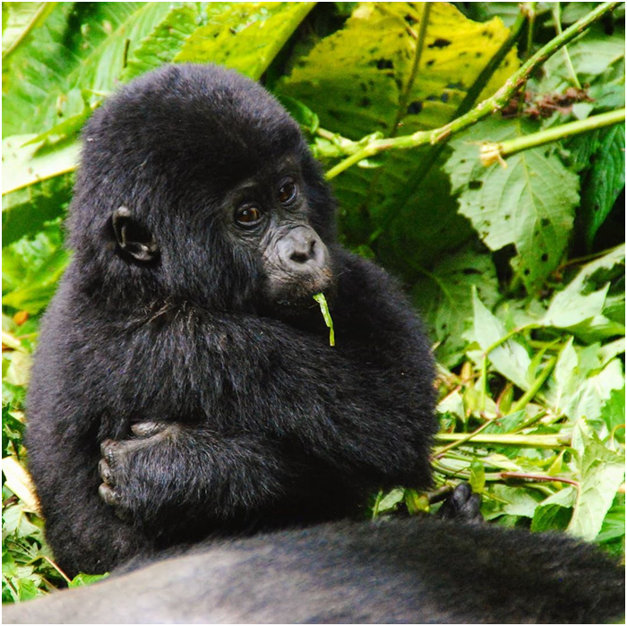 gorilla safaris in uganda