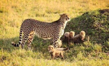 best uganda safari