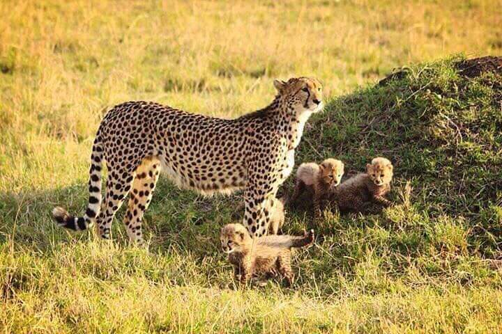 Where to See Leopards on a Uganda Safari