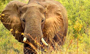 African elephants