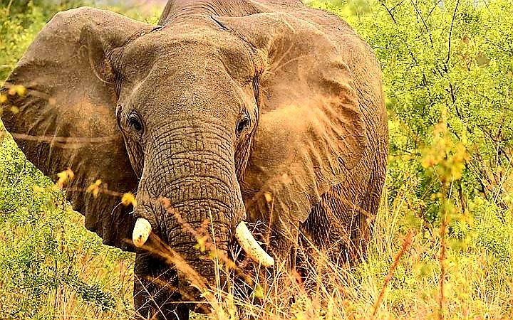 Facts about Uganda Elephants