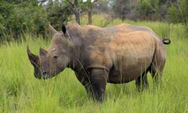 Are there rhinos in uganda