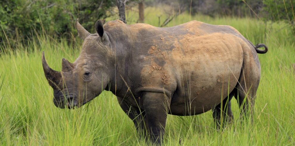 Are there rhinos in uganda
