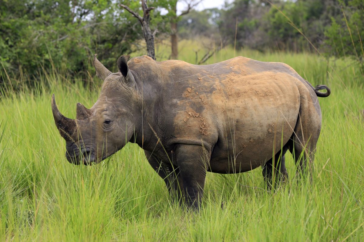 Are there rhinos in uganda