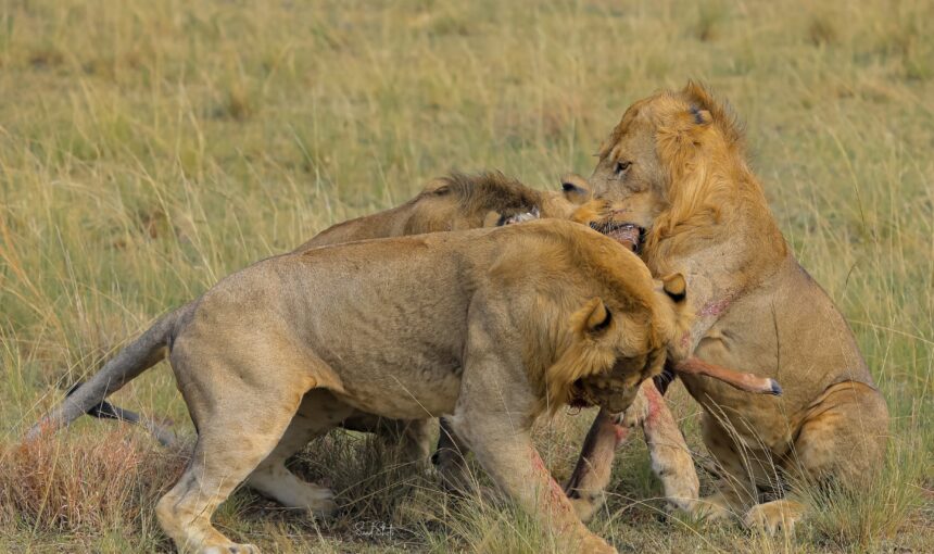 What Is Included in a 15 Days Uganda Safari?