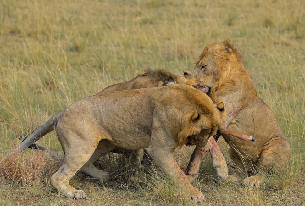 best safaris in Uganda