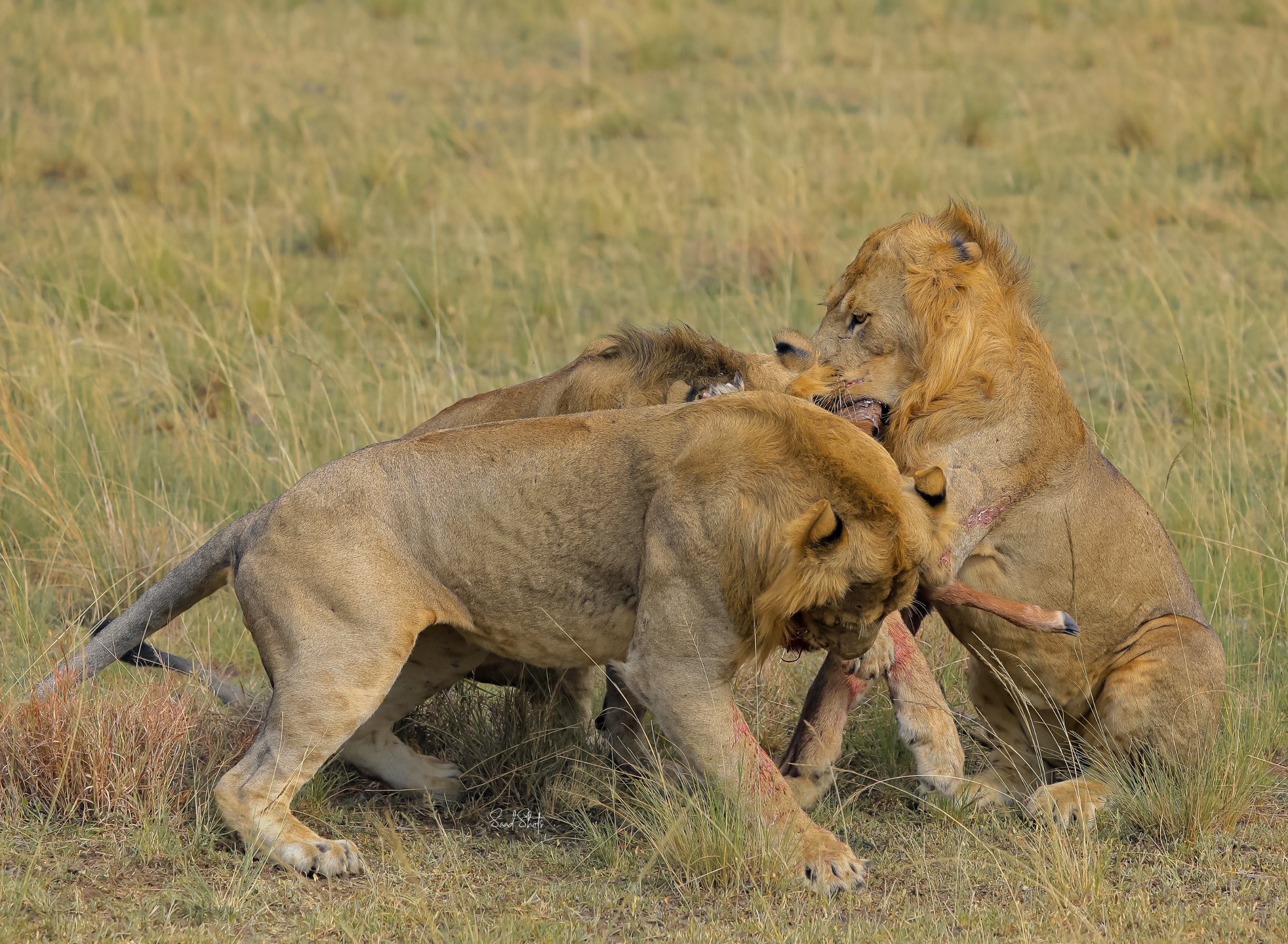 best safaris in Uganda