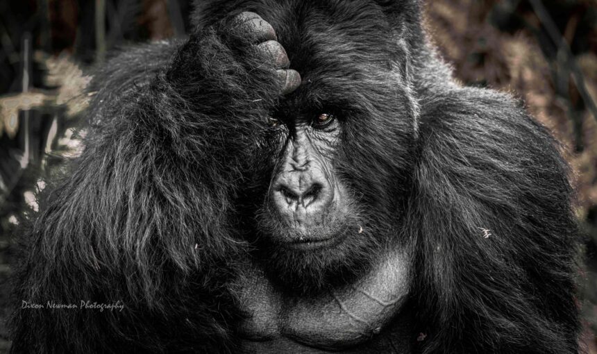 4 Days Gorilla trekking Safari Uganda