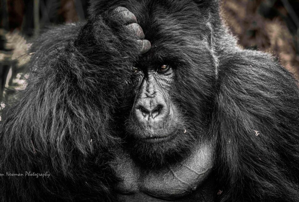 best time for gorilla trekking in uganda