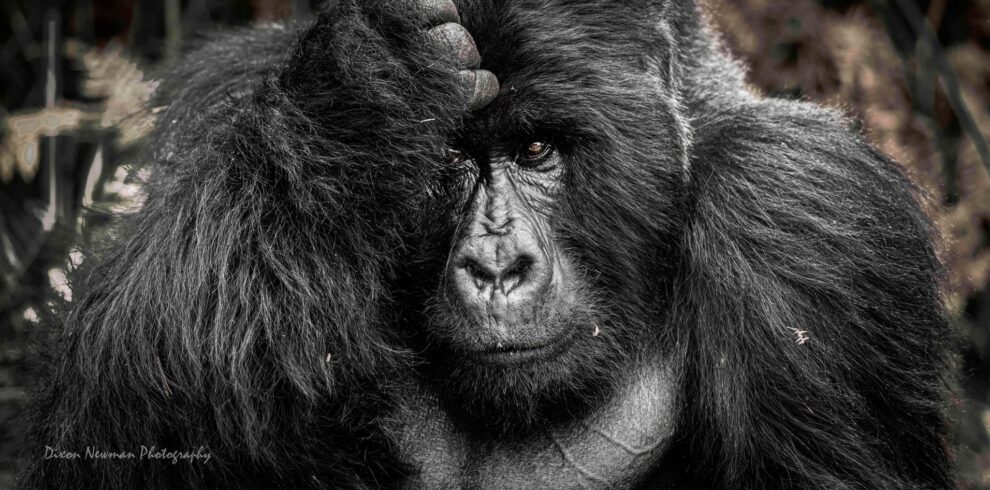 best time for gorilla trekking in uganda