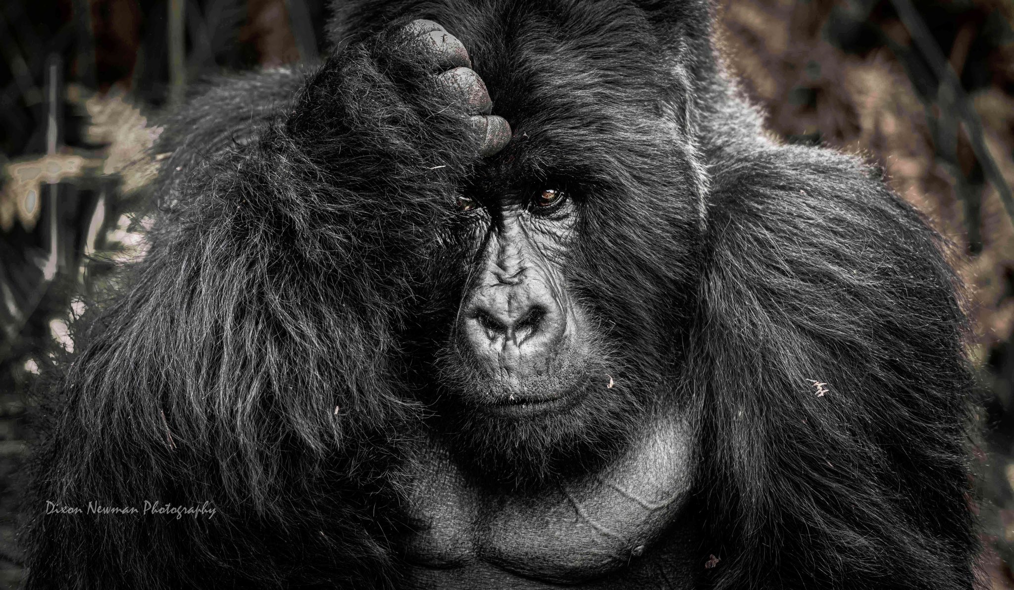 best time for gorilla trekking in uganda