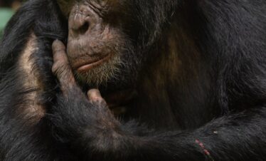 chimpanzee trekking in Uganda