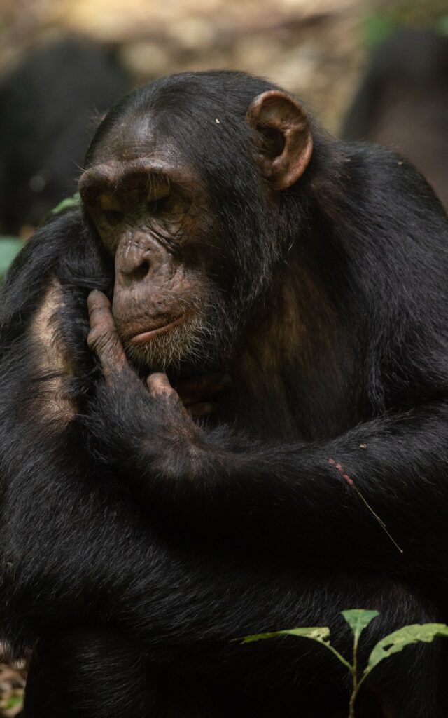 chimpanzee trekking in Uganda