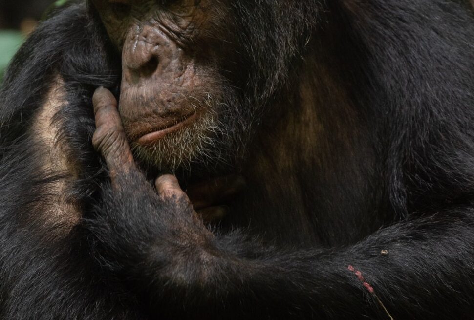 chimpanzee trekking in Uganda