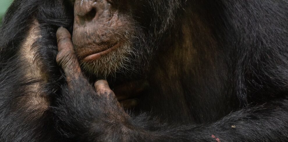 chimpanzee trekking in Uganda