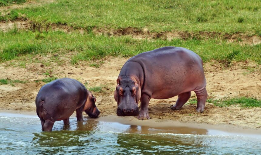 Why Uganda Is Perfect for Honeymoon Safaris