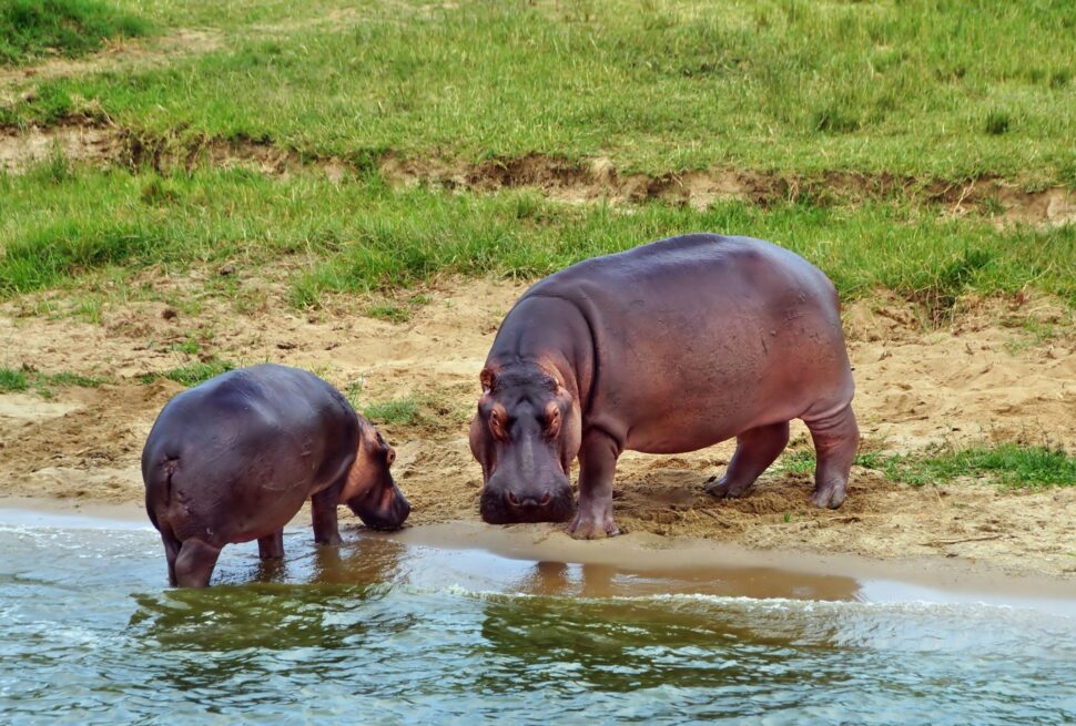 where to see hippos on uganda safari