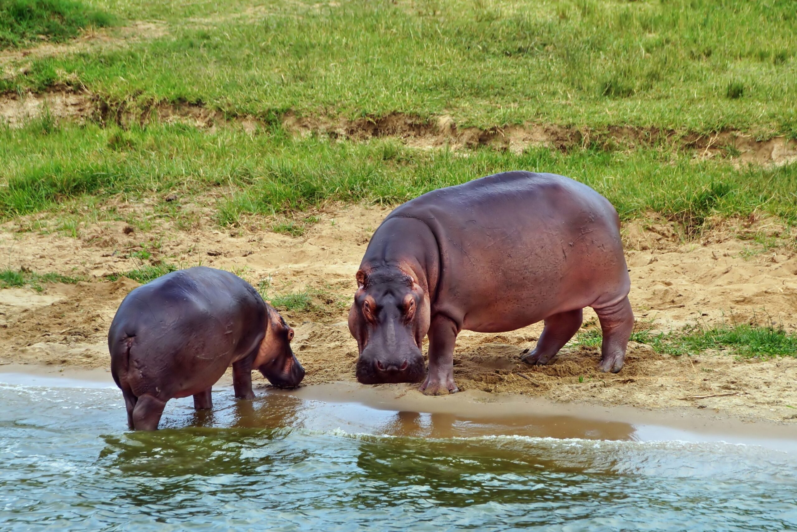 where to see hippos on uganda safari