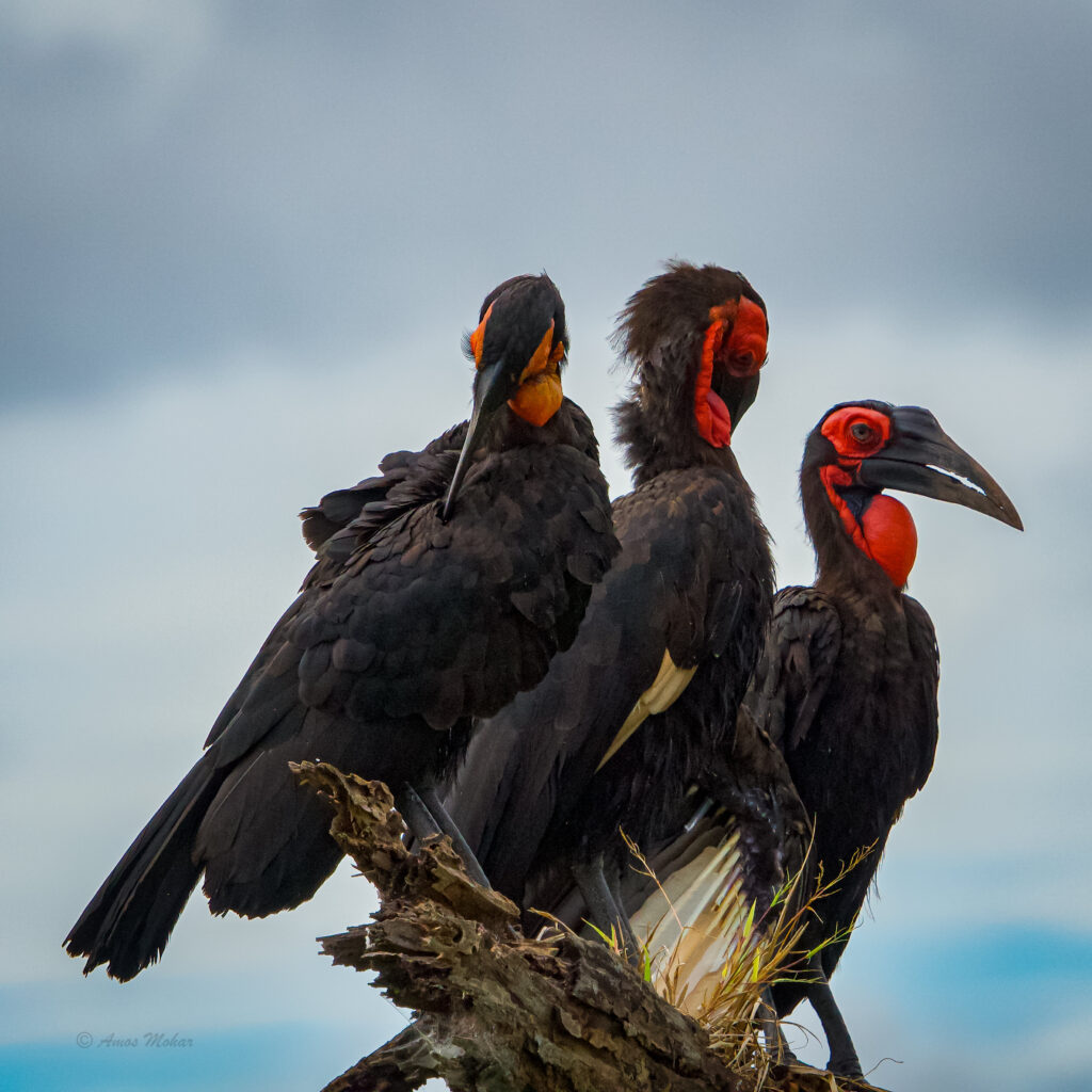 Birds in uganda