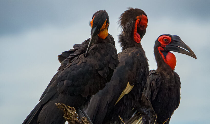 What Is the Best Time for Bird Watching on a Uganda Safari?