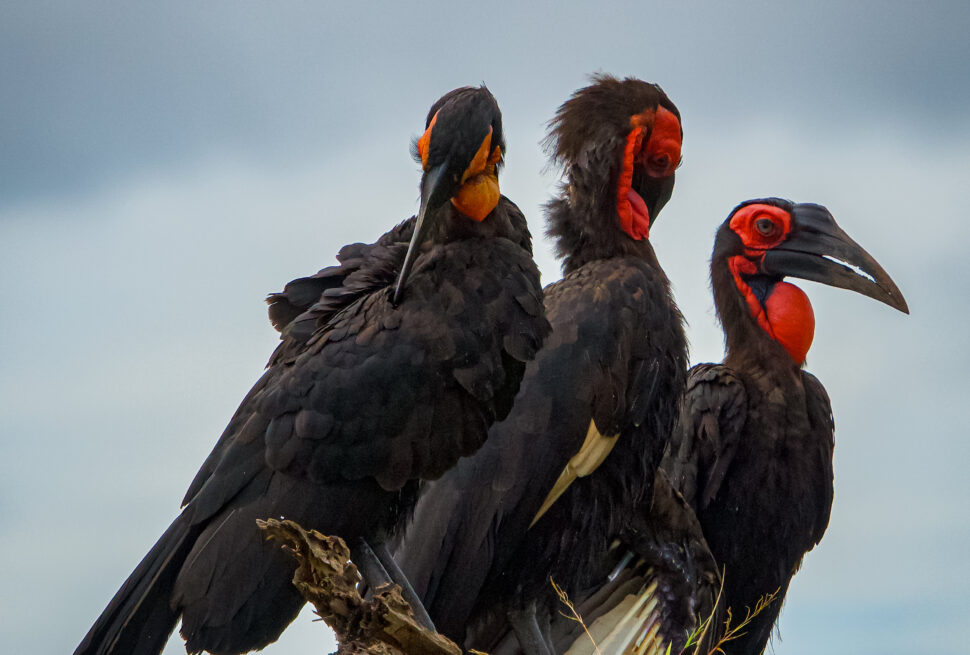 Birds in uganda