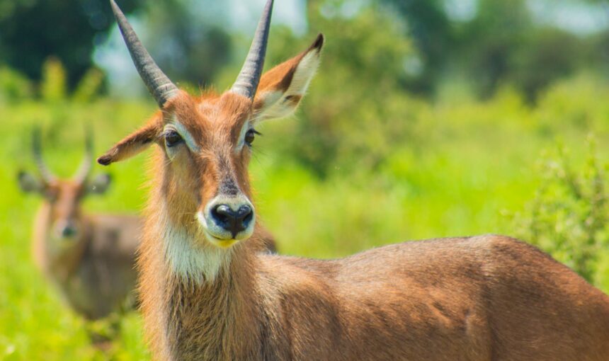 Where to See Topis on a Uganda Safari