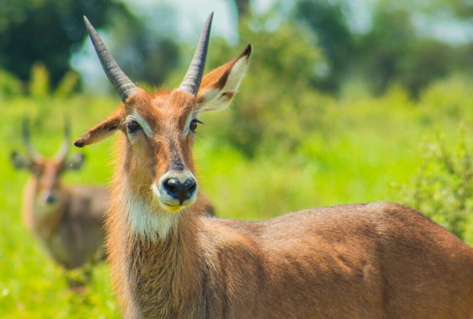Where to find most antelopes in uganda