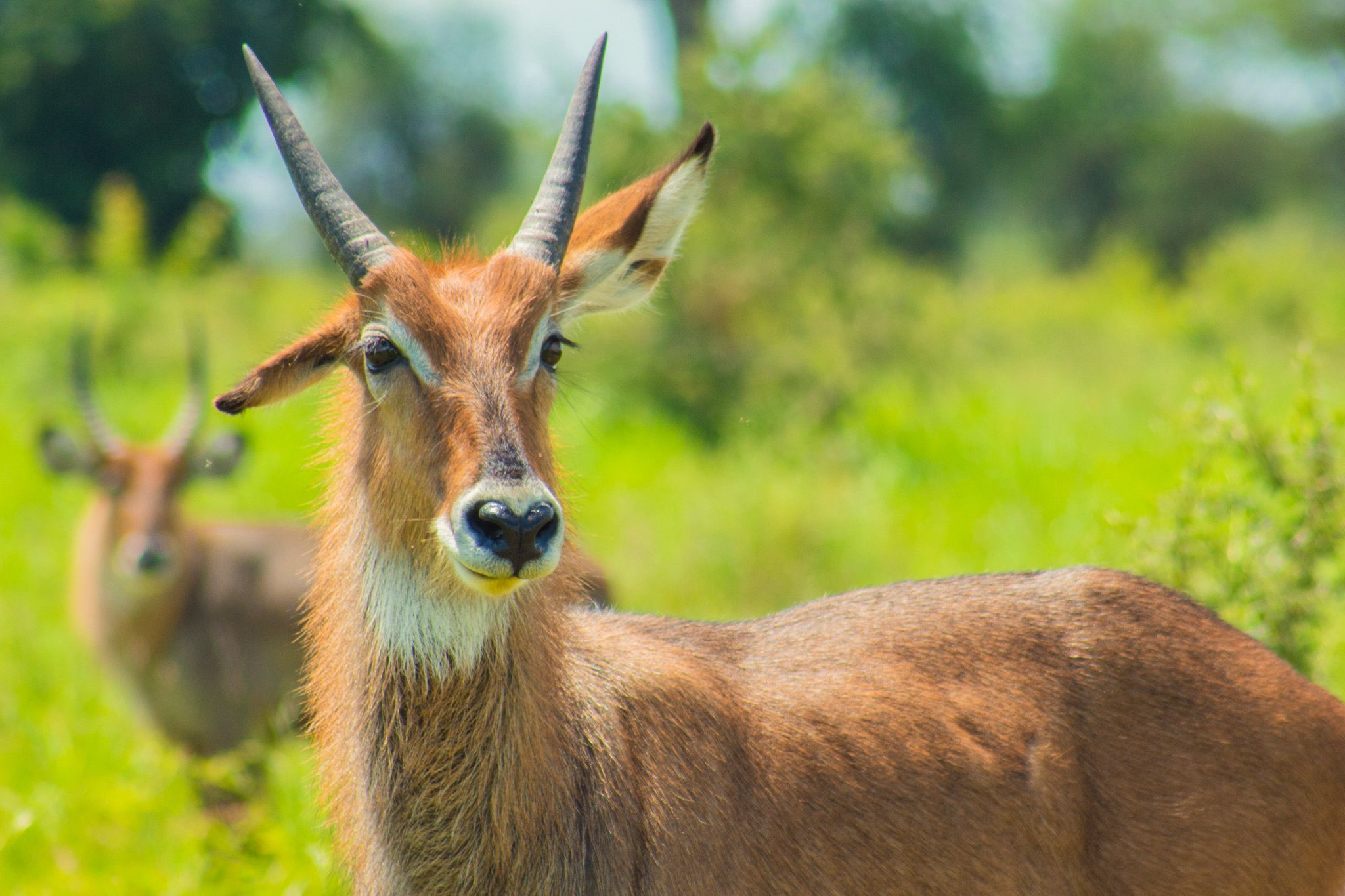 Where to find most antelopes in uganda