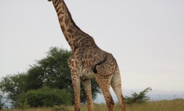 Murchison falls national park