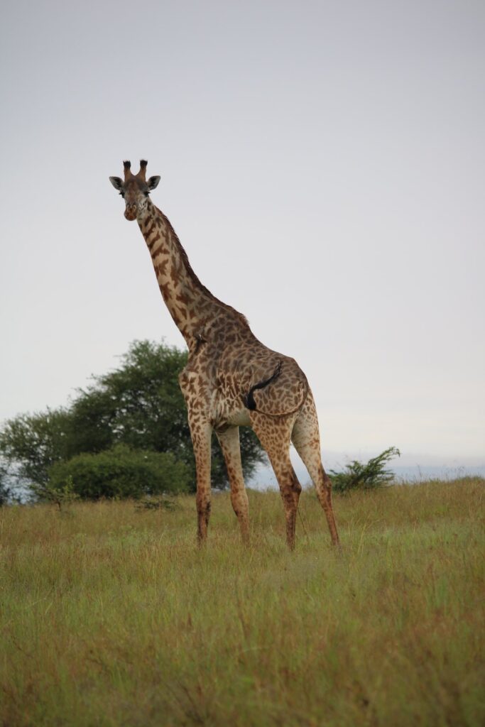 Murchison falls national park