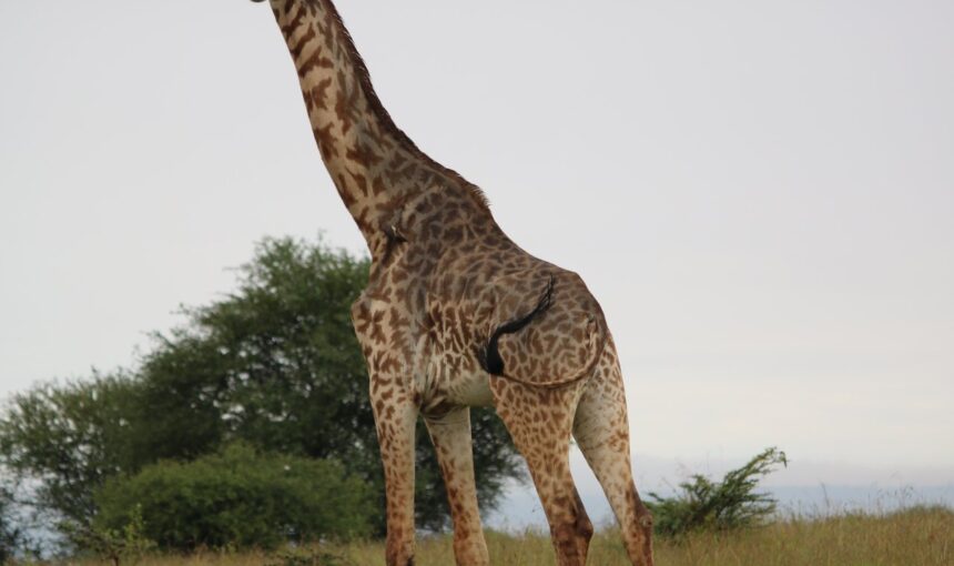 What Is the Biggest National Park in Uganda?