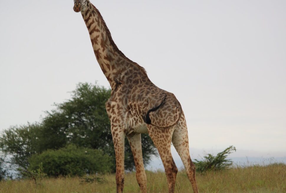 Murchison falls national park