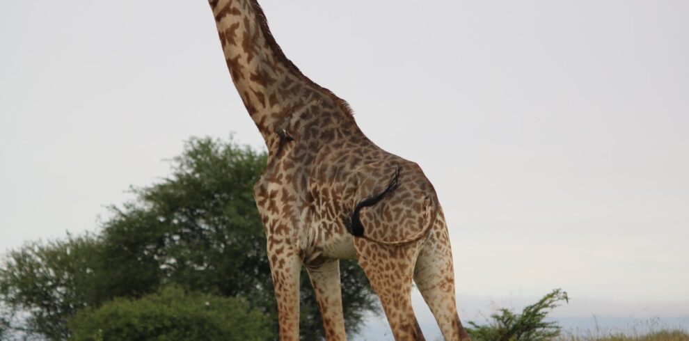 Murchison falls national park