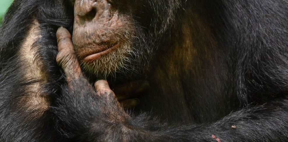 chimpanzee trekking in Uganda