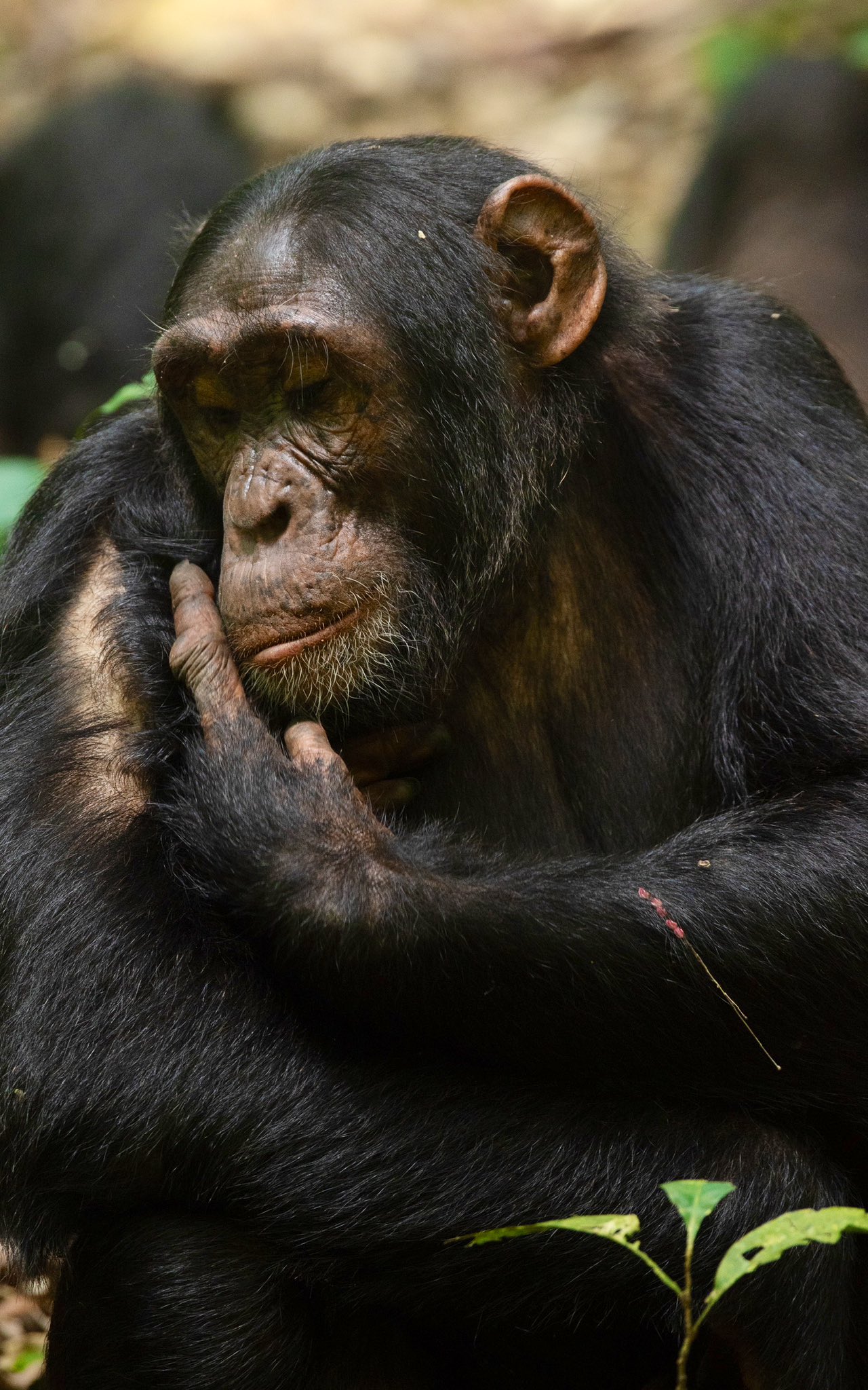 chimpanzee trekking in Uganda