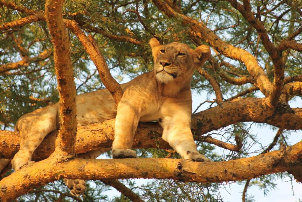 tree climbing lions in uganda