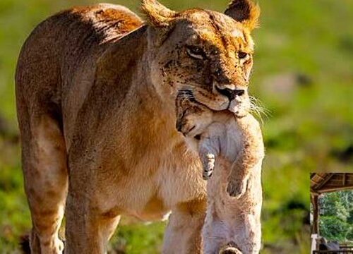 6 Days Murchison Falls and Queen Elizabeth National Park Safari